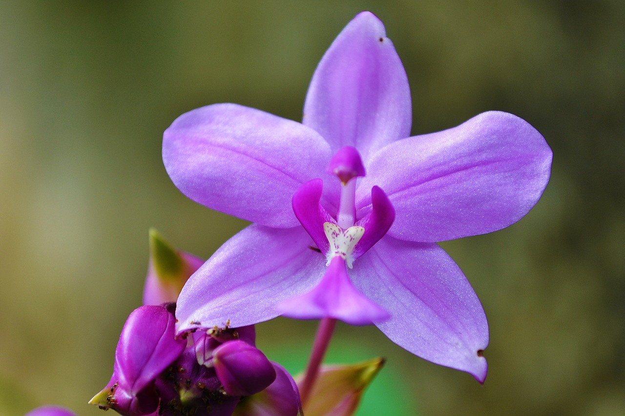 Orchidee, Symbolbild für Cafe Orchidee im Rombergpark Dortmund.