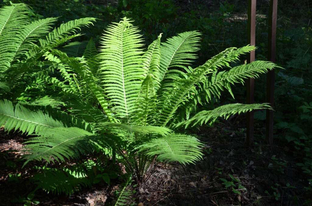 Der Farn ist eine der ältesten Kulturpflanzen und natürlich auch im Botanischen Garten Bochum zu finden.